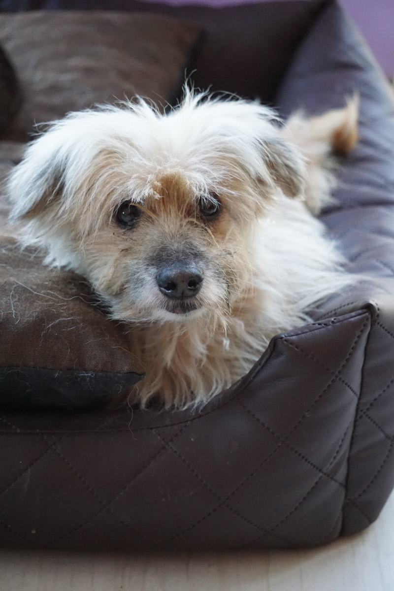 Kajtek - pies do adopcji z Fundacji Psi Zakątek